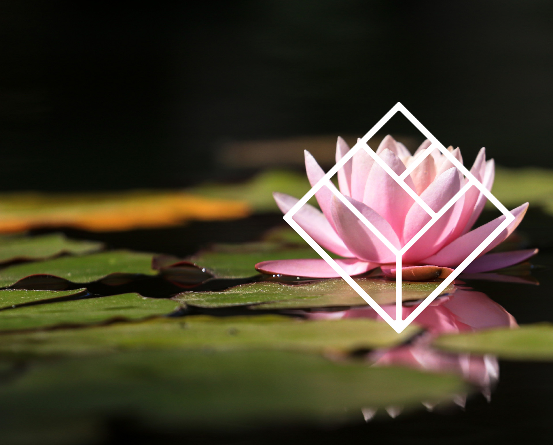 A lotus flower, with the Lotus Cabinetry logo overlayed on top.
